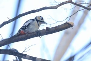 アカゲラ♀2024年1月5日