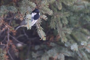 ヒガラ2024年1月26日