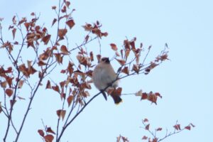 キレンジャク2024年1月21日