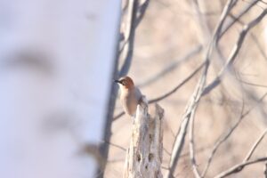 ミヤマカケス2024年1月5日