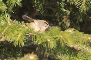 キクイタダキ2024年1月21日