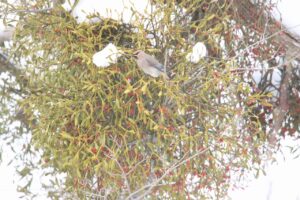 ヒレンジャク2024年1月26日アカミヤドリギ