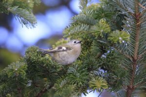 キクイタダキ2024年1月12日1