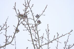 ヒレンジャク2024年1月26日群れ