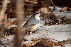 ゴジュウカラ2024年1月5日亜種シロハラゴジュウカラ