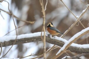 ヤマガラ2024年1月12日