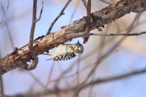 コゲラ2024年1月5日