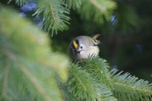 キクイタダキ2024年1月12日2