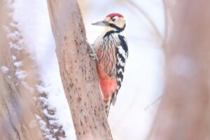 オオアカゲラ♂2024年1月5日