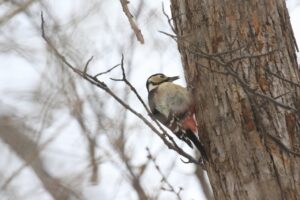 アカゲラ2024年1月26日