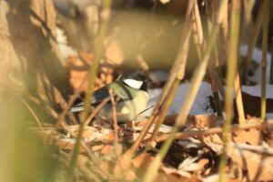 シジュウカラ2024年1月5日