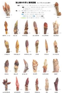 旭山冬芽葉痕図鑑（表）