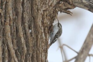 キバシリ2024年1月26日