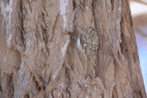 キバシリ2024年1月21日