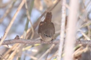 ミソサザイ2024年1月5日