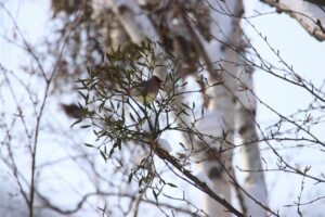 ベニヒワ2024年1月21日