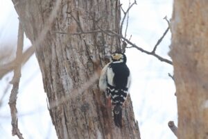 アカゲラ♀2024年1月21日