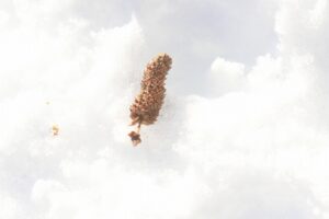 シラカンバ種子2024年1月26日