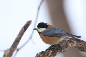 ヤマガラ2024年2月17日