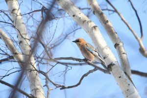 カケス2024年2月17日亜種ミヤマカケス