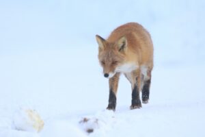 キタキツネ2024年2月11日