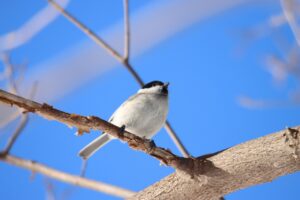 ハシブトガラ2024年2月2日