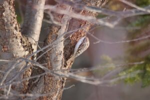 キバシリ2024年2月11日