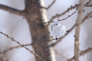 シマエナガ2024年2月17日正面顔