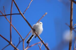 シマエナガ2024年2月11日2