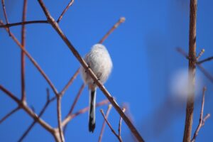 シマエナガ2024年2月11日1