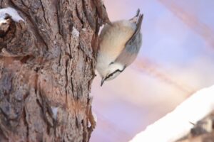 ゴジュウカラ2024年2月11日亜種シロハラゴジュウカラ