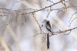 シマエナガ2024年2月17日横顔