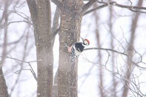 オオアカゲラ♂2024年2月2日