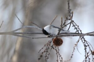 ハシブトガラ2024年2月17日