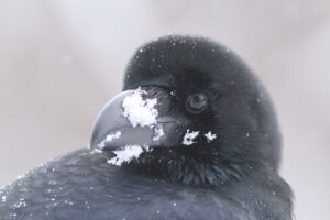 ハシブトガラス2024年2月17日