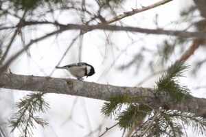 ヒガラ2024年2月17日