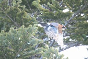 ミヤマカケス2024年2月2日
