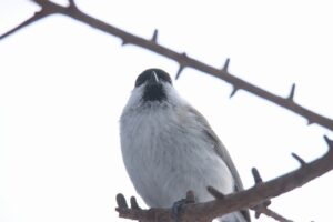 ハシブトガラ2024年2月24日