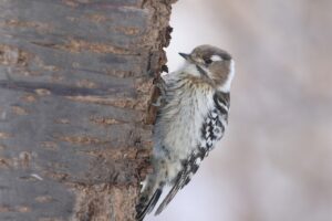 コゲラ2024年2月17日