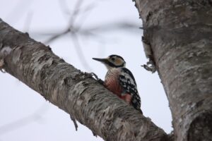 オオアカゲラ♀2024年2月2日