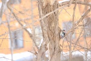 アカゲラ♂2024年2月11日