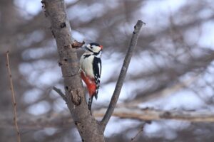 アカゲラ♂2024年2月17日