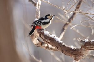 アカゲラ♀2024年2月2日