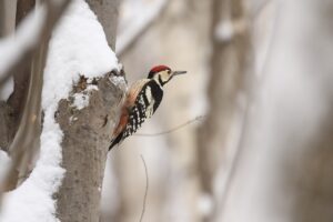 オオアカゲラ♂2024年2月24日
