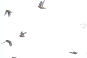 キレンジャク2024年2月2日