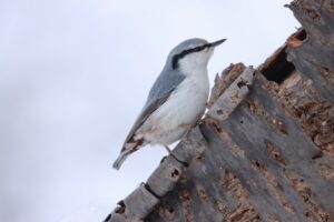 ゴジュウカラ2024年2月2日