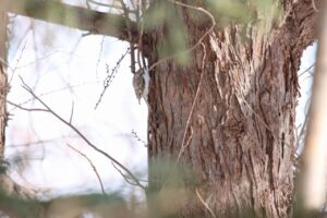 キバシリ2024年2月24日