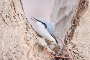 ゴジュウカラ2024年3月31日