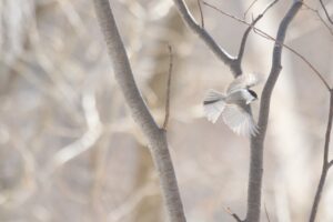 ハシブトガラ2024年3月31日