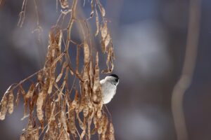 ハシブトガラ2024年3月3日ニセアカシアの種子を食べる